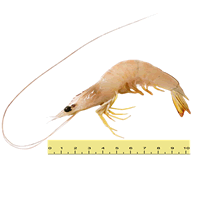 LARGE WHITE PRAWNS/BANANA PRAWNS (WEIGHT BETWEEN 41 TO 60 KILOGRAMS)