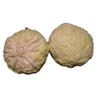 进口圆白菜(印度尼西亚)