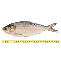 Toli Shad / Terubok Fish (~4 pieces per kilogram)