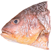 Golden Snapper Head