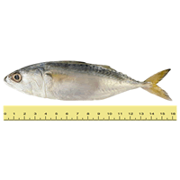 Small Indian Mackerel / Pelaling (Between 10 to 18 pieces per kilogram)