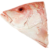 RED FISH HEAD