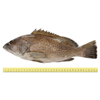 GROUPER FISH (BETWEEN 2 TO 5 KILOGRAMS)