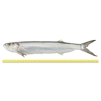 PARANG FISH (BETWEEN 1 TO 3 KILOGRAMS)