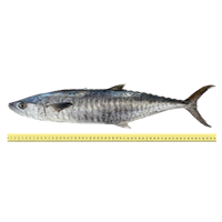 PEACH FISH (BETWEEN 1 TO 2 KILOGRAMS)