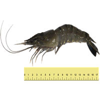 HARIMAU SHRIMP (BETWEEN 20 TO 30 KILOGRAMS)