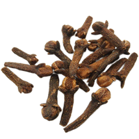 কার্নেশন ফুল