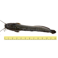 KELI FISH (BETWEEN 2 TO 5 KILOGRAMS)