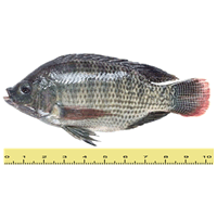 BLACK TILAPIA FISH (BETWEEN 2 TO 5 KILOGRAMS)